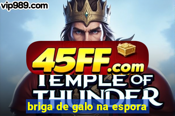 briga de galo na espora